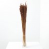 Avena sativa marrón