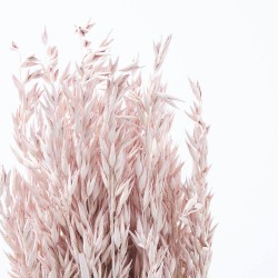 Avena sativa rosa suave