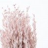 Avena sativa rosa suave