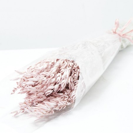 Avena sativa rosa suave
