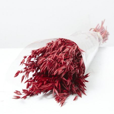 Avena sativa granate