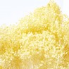 Brooms amarillo