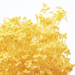 Brooms preservado naranja