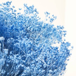 Brooms preservado azul