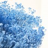 Brooms preservado azul