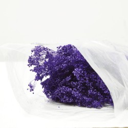 Brooms preservado violeta
