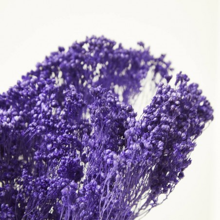 Brooms preservado violeta