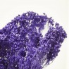 Brooms preservado violeta