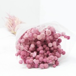 Amarelino rosa