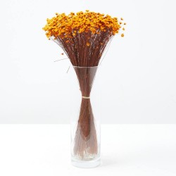 Glixia naranja