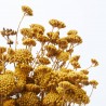 Achilea silvestre 