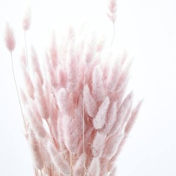 Lagurus rosa suave