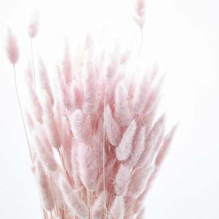Lagurus rosa suave