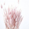 Lagurus rosa suave