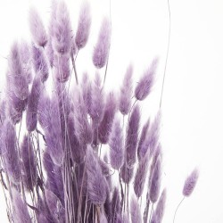 Lagurus malva