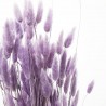 Lagurus malva