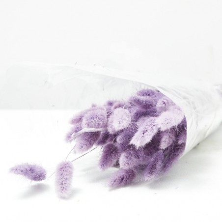 Lagurus malva