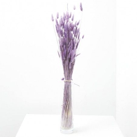 Lagurus malva