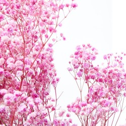 Gypsophila paniculata rosa