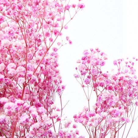 Gypsophila paniculata rosa