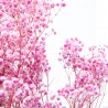 Gypsophila paniculata rosa