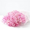 Gypsophila paniculata rosa