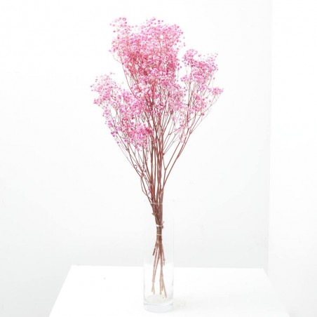 Gypsophila paniculata rosa