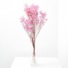 Gypsophila paniculata rosa