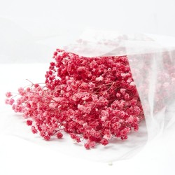 Gypsophila paniculata roja