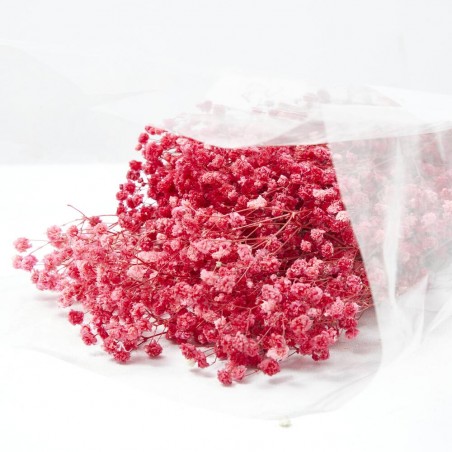 Gypsophila paniculata roja