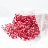 Gypsophila paniculata roja