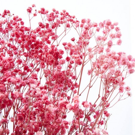 Gypsophila paniculata roja