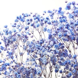 Gypsophila paniculata morada