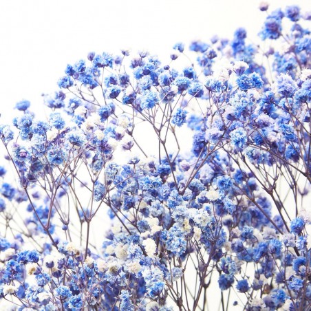 Gypsophila paniculata morada