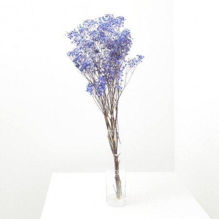 Gypsophila paniculata morada