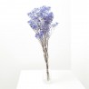 Gypsophila paniculata morada