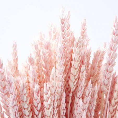 Trigo rosa suave