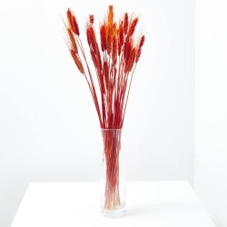 Triticum rojo