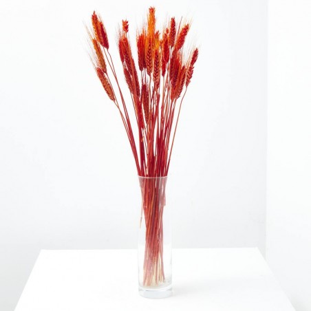 Triticum rojo