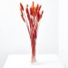 Triticum rojo
