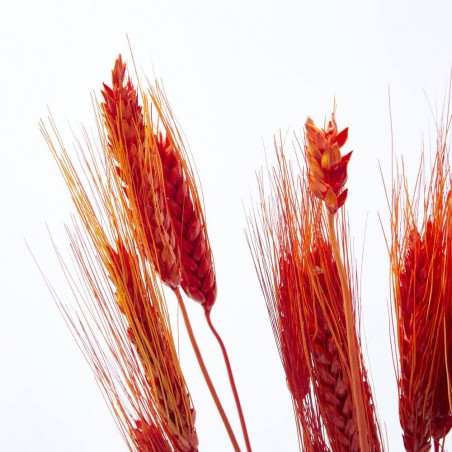 Triticum rojo
