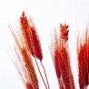 Triticum rojo