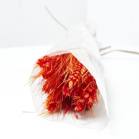Triticum rojo