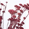 Achillea silvestre granate