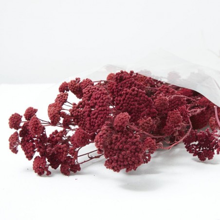 Achillea silvestre granate