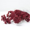 Achillea silvestre granate
