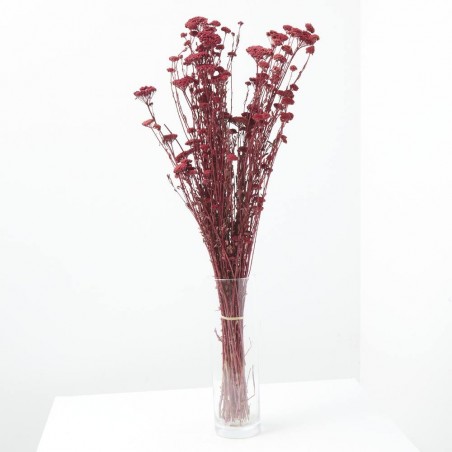 Achillea silvestre granate