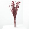 Achillea silvestre granate