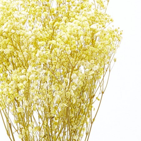 Gypsophila paniculata amarilla