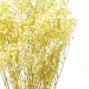 Gypsophila paniculata amarilla